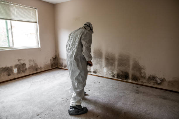 Best Post-Flood Mold Remediation in Jerome, ID